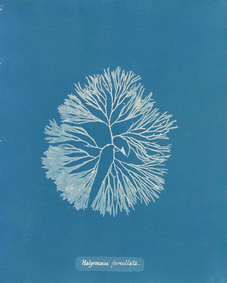 Anna Atkins - Halymenia furcellata.webp