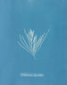 Hylemenia ligulata - Anna Atkins — vy av konstverket