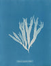 Halymenia ligulata var. latifolia - Anna Atkins — vy av konstverket