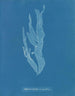 Halymenia ligulata var. ramentacea - Anna Atkins — vy av konstverket