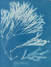 Halyséris polypodioides - Anna Atkins — vy av konstverket