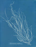 Helminthocladia Griffithsiana - Anna Atkins — vy av konstverket