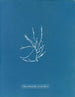 Helminthocladia vermicularis - Anna Atkins — vy av konstverket