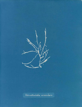 Anna Atkins - Helminthocladia vermicularis.webp