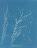 Helminthocladia virescens - Anna Atkins — vy av konstverket