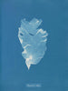 Kalymenia Dubyi - Anna Atkins — vy av konstverket