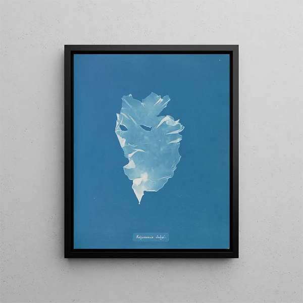 Anna Atkins - Kalymenia Dubyi.webp