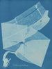 Laminaire bulbeuse - Anna Atkins — vy av konstverket