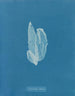 La laminaire est faible - Anna Atkins — vy av konstverket