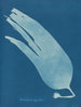 Laminaire digitée - Anna Atkins — vy av konstverket