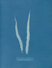 Fascia laminaire - Anna Atkins — vy av konstverket