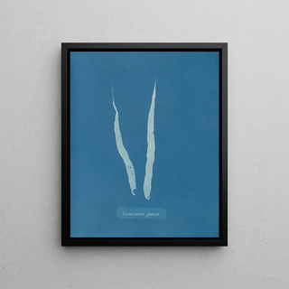 Anna Atkins - Laminaria fascia.webp
