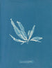 Laminaria phyllitis - Anna Atkins — vy av konstverket