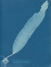 Laminaria saccharina - Anna Atkins — vy av konstverket