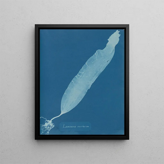 Anna Atkins - Laminaria saccharina.webp