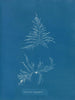 Laurencia dasyphylla - Anna Atkins — vy av konstverket