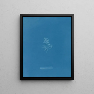Anna Atkins - Laurencia obtusa.webp