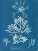 Laurencia pinnatifida - Anna Atkins — vy av konstverket
