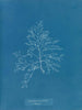 Laurencia pinnatifida en angusta - Anna Atkins — vy av konstverket