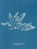 Laurencia pinnatifida var. angusta - Anna Atkins — vy av konstverket