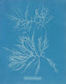 Laurence är mycket mager - Anna Atkins — vy av konstverket
