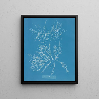 Anna Atkins - Laurencia tenuissima.webp