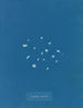 Bordure de lichen - Anna Atkins — vy av konstverket