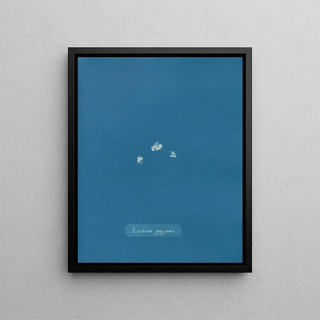 Anna Atkins - Lichina pygma.webp