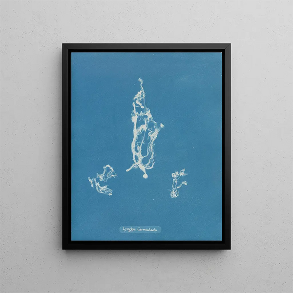 Anna Atkins - Lyngbya Carmichaelii.webp
