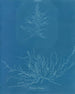 Mesogloia Hudsonii - Anna Atkins — vy av konstverket