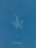 Mesogloia mutifida - Anna Atkins — vy av konstverket