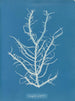 Mesogloia purpurea - Anna Atkins — vy av konstverket