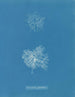 Microcladia glandulosa - Anna Atkins — vy av konstverket