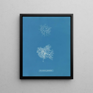 Anna Atkins - Microcladia glandulosa.webp
