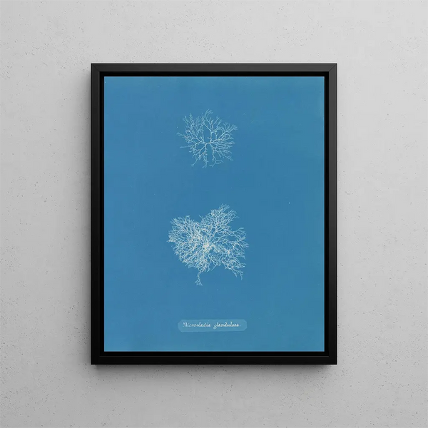 Anna Atkins - Microcladia glandulosa.webp