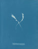 Myriotrichia claviformis - Anna Atkins — vy av konstverket
