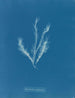 Myriotrichia filiformis - Anna Atkins — vy av konstverket