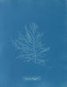 Naccaria Wigghii - Anna Atkins — vy av konstverket
