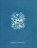 Nitophyllum Bonnemaisoni - Anna Atkins — vy av konstverket