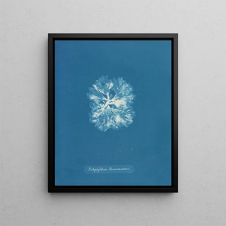 Anna Atkins - Nitophyllum Bonnemaisoni.webp