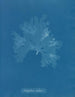 Nitophyllum Gmeleni - Anna Atkins — vy av konstverket