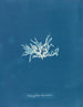 Nitophyllum lacéré - Anna Atkins — vy av konstverket