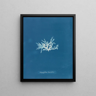 Anna Atkins - Nitophyllum laceratum uncinatum.webp