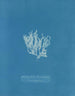Reproduktion av målningen Nitophyllum laceratum - Anna Atkins