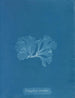 Nitophyllum punctatum - Anna Atkins — vy av konstverket