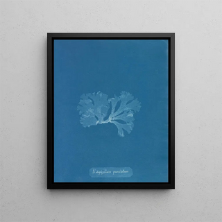 Anna Atkins - Nitophyllum punctatum.webp