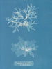 Nitophyllum punctatum - Anna Atkins — vy av konstverket