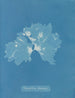 Nitophyllum ulvoideum - Anna Atkins — vy av konstverket