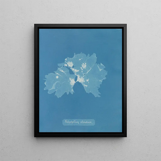 Anna Atkins - Nitophyllum ulvoideum.webp