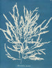 Odonthalie dentée - Anna Atkins — vy av konstverket